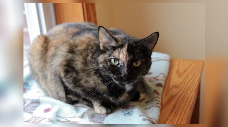 Meet Bailey! Bailey was surrendered to Paws Animal Shelter in late December 2023. We had Bailey tested, and the test came back positive for FIV, we contacted the shelter from which she was adopted. They would have taken her back, but they said she would be euthanized since she was FIV positive and they don’t have an FIV room at their shelter. Unfortunately, Paws is not a large enough shelter to have an FIV room either, but Bailey is an otherwise very healthy cat so we really do not want to euthanize her. One of our volunteers said she would take Bailey home until we could find a forever home for her. She is so incredibly loving, and deserves a chance at a long happy life. We’ll let her foster mom describe her: “Bailey took about 10 minutes to make herself at home in our guest room. While she was so shy and scared at the shelter, hiding in or behind the liter box, she’s incredibly loving and outgoing in a home environment. She likes to sit on my lap while I read. We live out in the country and she’s fascinated with all the wildlife, and she loves to sit in the windows and look outside.” If you would like to meet Bailey, call Paws Animal Shelter at 937-653-6233, to set up a visit with her foster parents. Paws Animal Shelter is at 1535 West U.S. Highway 36, Urbana. Check out Paws at pawsurbana.com, on Facebook at facebook.com/paws.urbana, on Petfinder at petfinder.com or call 937-653-6233. Paws is in need of volunteers and foster homes. CONTRIBUTED