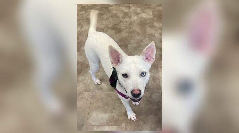 Meet Opal! She is a 38-40 lb., Husky mix, around 1-year-old. She sure loves being with people and exploring outdoors. We have not seen any issues with other dogs here at the shelter. She would likely do best with no small children in the home as she has energy stored that may knock them down. Her adoption fee is $22, as she is the pet of the week. That includes her spay, vaccines, microchip, dog license, and a free vet check. Call 937-521-2140, if you are interested in meeting her. Clark County Dog Shelter is at 5201 Urbana Road, Springfield. CONTRIBUTED