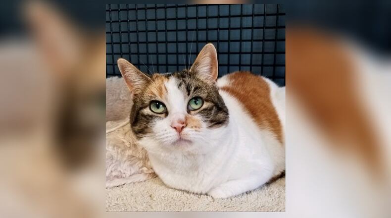 Kiwi is a beautiful 4-year-old female Calico who was returned due to family illness. She is a sweet cat who loves to be petted and will do well in just about any home. Come visit her in the Cattery at the Paws Animal Shelter, 1535 West U.S. Highway 36, Urbana. Check out PAWS at www.pawsurbana.com, on Facebook at www.facebook.com/paws.urbana, on Petfinder at petfinder.com or call 937-653-6233. CONTRIBUTED