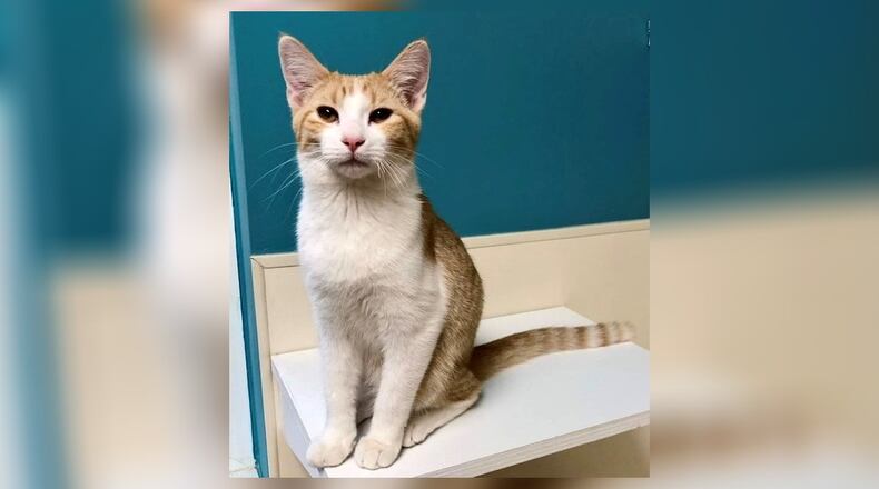 Axel is a 7-month-old neutered orange and white male. He got his name because he was found on the axle of a truck. He’s a good boy who likes to play and likes other kitties too. Axel is looking for a family to call his own. Come visit him at the Paws Animal Shelter, 1535 West U.S. 36, Urbana. Check out PAWS at www.pawsurbana.com, on Facebook at www.facebook.com/paws.urbana, on Petfinder at petfinder.com or call 937-653-6233. PAWS is in need of volunteers and foster homes. CONTRIBUTED