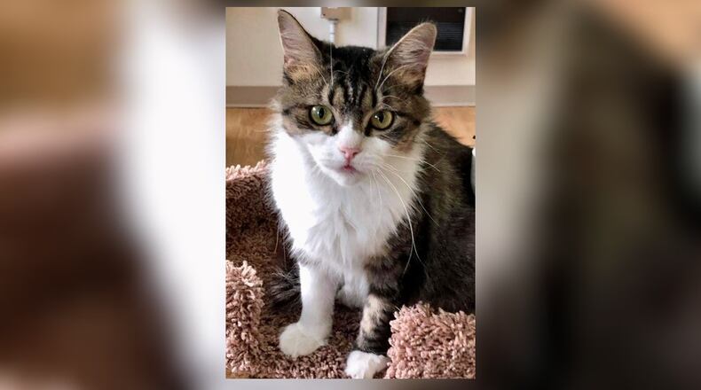 Belinda is the sweetest 3-year-old spayed female kitten. She gets along with the other cats just fine. She doesn’t fuss at all and she will likely do well in just about any home. Come meet her at the Paws Animal Shelter, 1535 West U.S. Highway 36, Urbana. Check out PAWS at www.pawsurbana.com, on Facebook at www.facebook.com/paws.urbana, on Petfinder at petfinder.com or call 937-653-6233. PAWS is in need of volunteers and foster homes. CONTRIBUTED