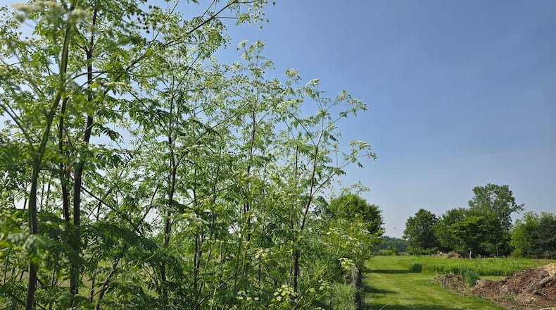 These poison hemlock plants are at the edge of a pasture and more than 8 feet tall. CONTRIBUTED