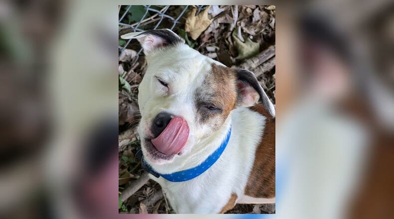 Meet Slinky! He is a 3 or 4-year-old Jack Russel/Pittie mix, around 25 lbs. He is a little shy but warms up pretty quickly. This little guy loves ear scratches and treats. We have not seen any issues with other dogs here at the shelter but we do recommend a meet-n-greet, prior to adopting. His adoption fee includes his neuter, vaccines, microchip, and a 2024 dog license. Stop by the shelter to meet him. Clark County Dog Shelter is at 5201 Urbana Road, Springfield. CONTRIBUTED