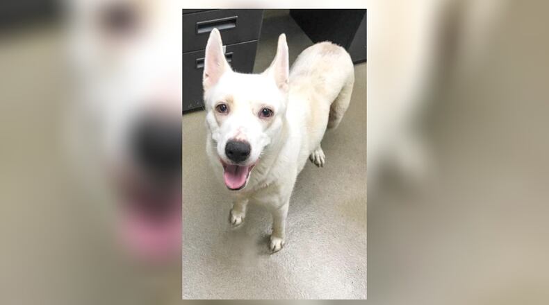 Meet Annabelle. She is a medium-sized German shepherd mix that weighs approximately 54 lbs. She is great with other dogs, but still recommend a meet-n-greet prior to adopting. Annabelle would do best in a home with no small children as she gets startled easily. Her adoption fee this week is $22, as she is our Pet of the Week. That includes her spay, vaccines, microchip, 2022 dog license and a free vet check. Come check her out this week at the Clark County Dog Shelter, 5201 Urbana Road, Springfield. Call 937-521-2140 or visit www.facebook.com/clarkcountydogshelter for more information. CONTRIBUTED