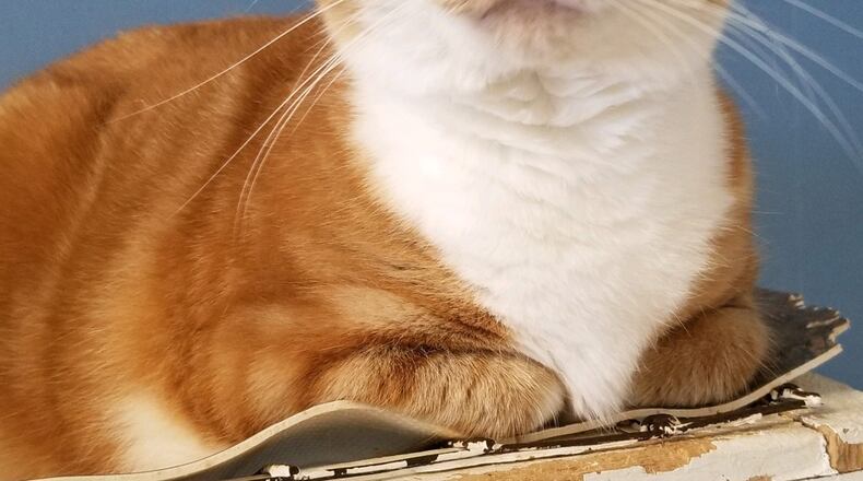 Punkin is the Champaign County Pet of the Week from Paws Animal Shelter.