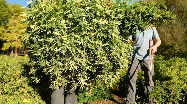 Workers harvest hemp. Photo by RJ Sangosti/The Denver Post via Getty Images