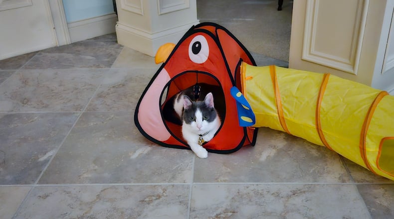 Photo of Pip in his preferred tunnel. CONRIBUTED