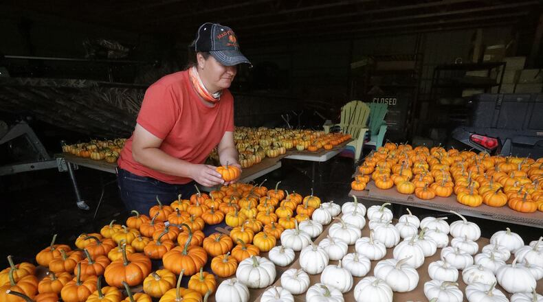 Jamie Hough and her husband, Aaron, have been busy getting ready to open their pumpkin patch called Mad Pumpkins on Lower Valley Pike. BILL LACKEY/STAFF