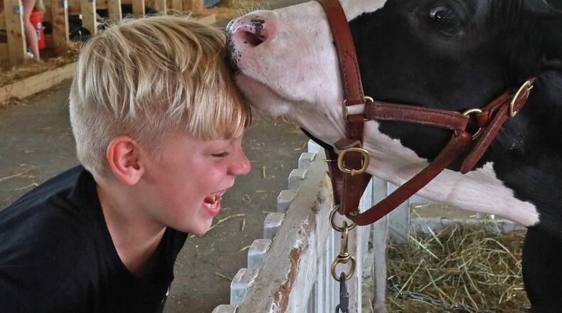 Lee Rethmel, 7, laughes as a cow checks him out with a sniff and a lick Thursday at the Clark County Fair. BILL LACKEY/STAFF