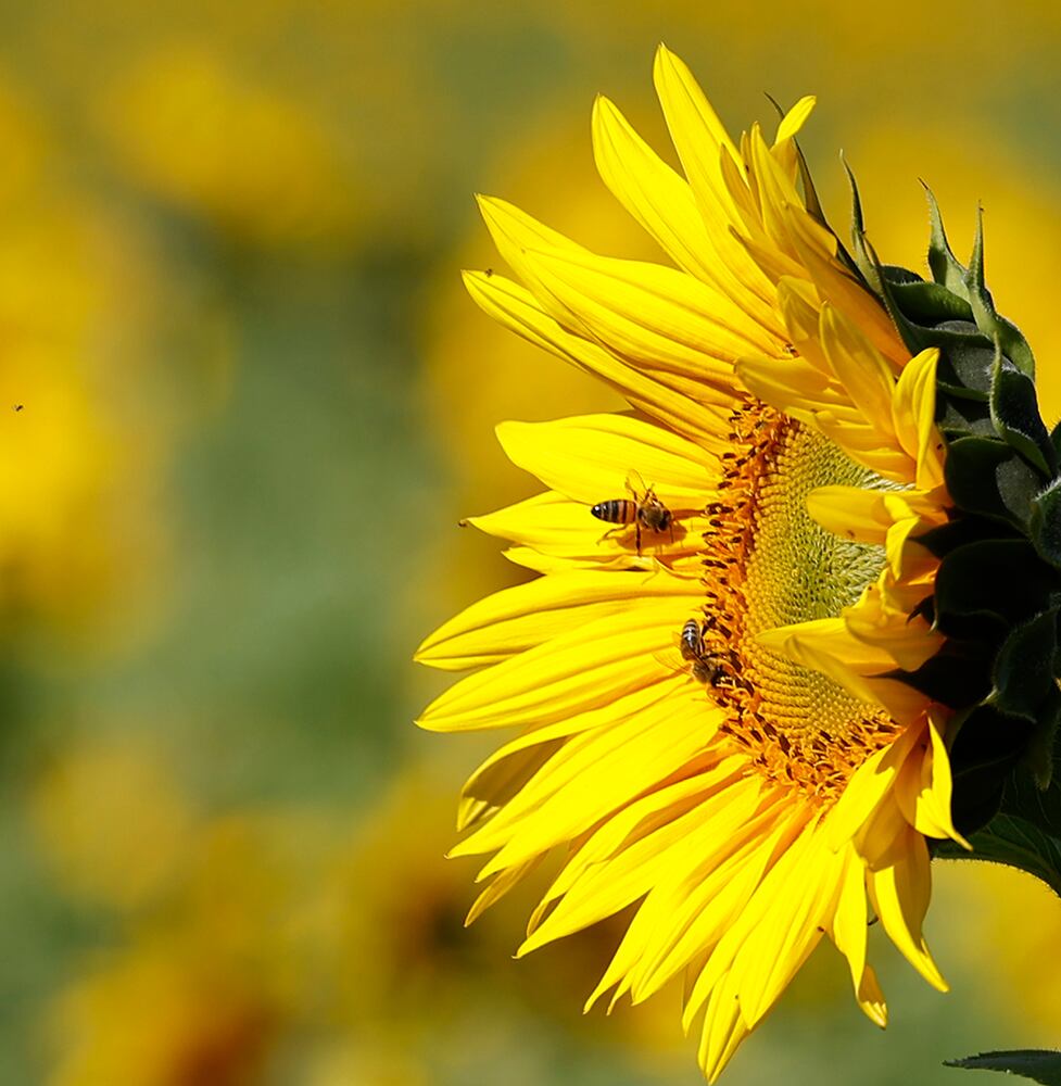 Sunflowers Field SNS