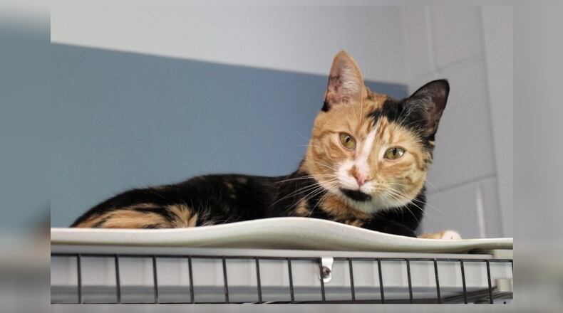 Kat and her brother Casper were found on the side of a road when they were just 7-weeks-old covered in fleas and very hungry. Kat was adopted when just a few months old and was returned because she didn’t get along with the woman’s dog. The woman said she had the dog the entire time she had Kat. Kat was severely traumatized when she was returned to us, so it was obvious she had been terrorized by this dog. She is now as sweet a cat as you could want. She’s looking for a loving forever family now, with no dogs. Come visit her at 1535 West U.S. Highway 36, Urbana. Check out Paws at pawsurbana.com, on Facebook at facebook.com/paws.urbana, on Petfinder at petfinder.com or call 937-653-6233. Paws is in need of volunteers and foster homes. CONTRIBUTED