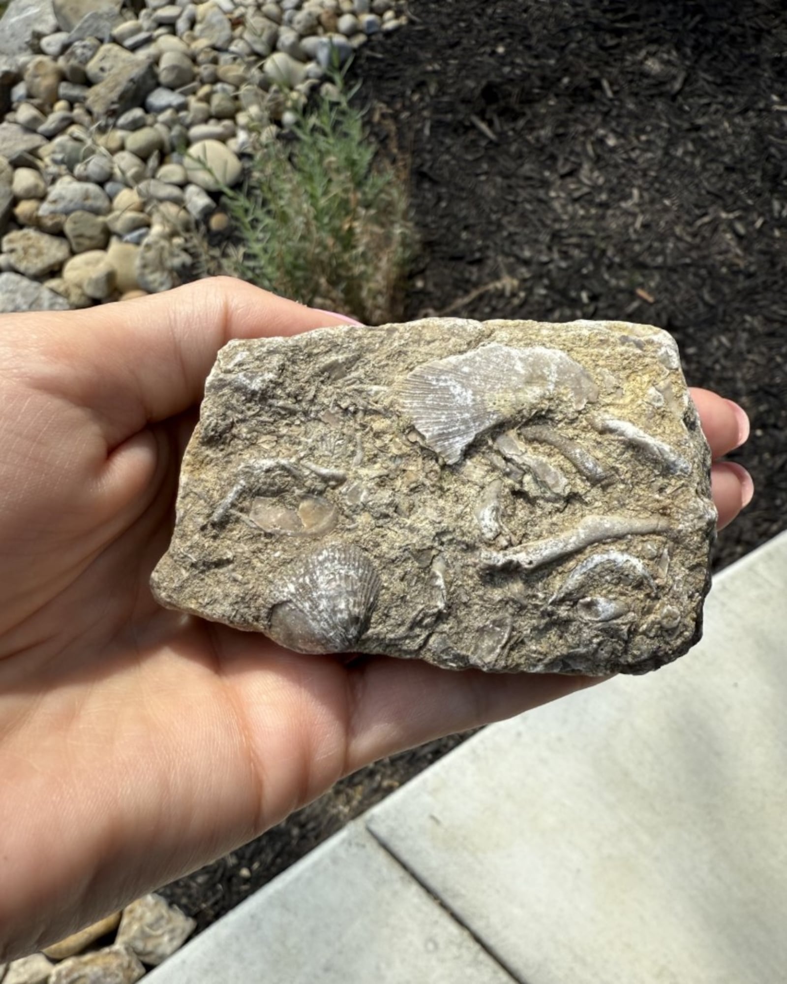 Fossils can be found throughout Caesar Creek State Park in Ohio. ASHLEY BETHARD/CONTRIBUTED