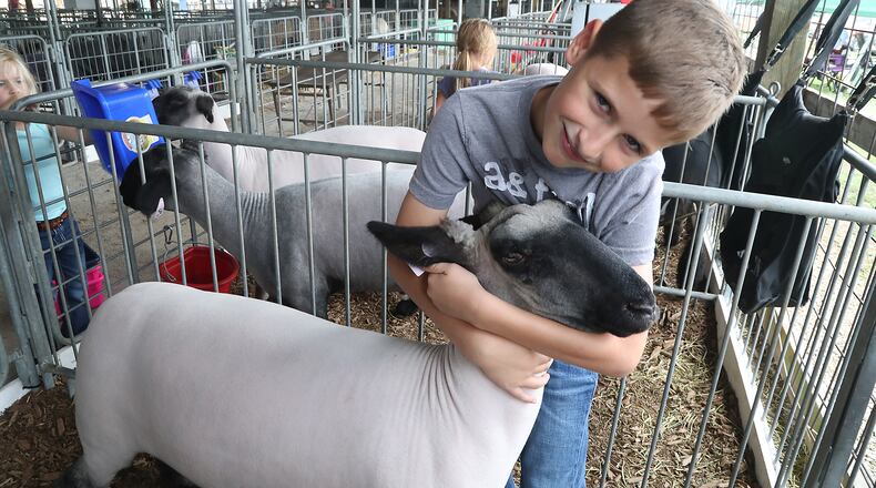 Camron Prince holds one of his prize winning sheep Thursday, August 11, 2022 at the Champaign County Fair. BILL LACKEY/STAFF