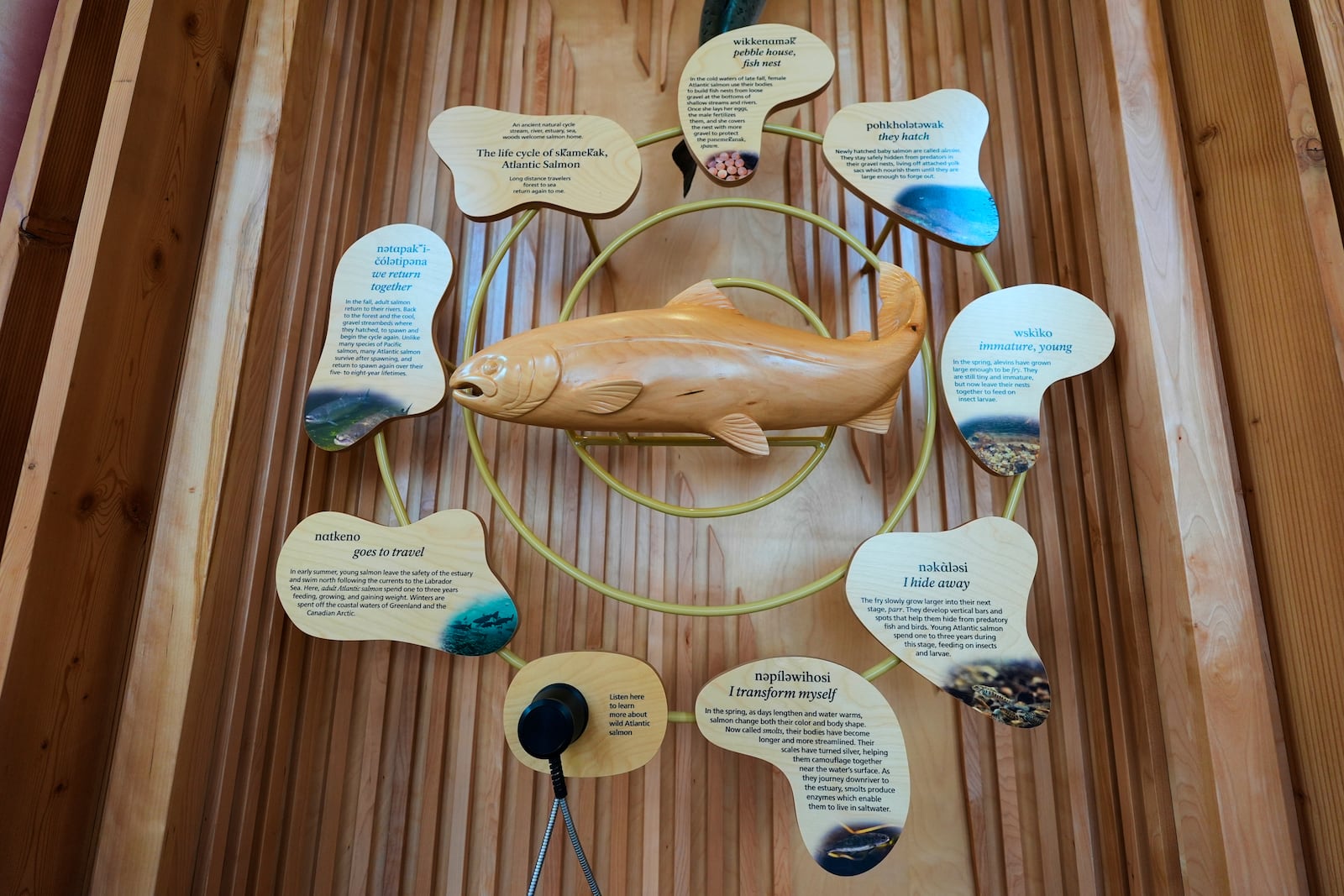 A display about the lifecycle of an Atlantic salmon is seen in the Tekakapimək Contact Station, Jan. 7, 2025, at the Katahdin Woods and Waters National Monument in northern Maine.(AP Photo/Robert F. Bukaty)