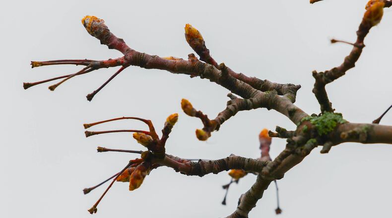 Trees across the area are beginning to bud. With the start of spring imminent, doctors say allergy suffers should start taking their controller medications now. BRYANT BILLING / STAFF