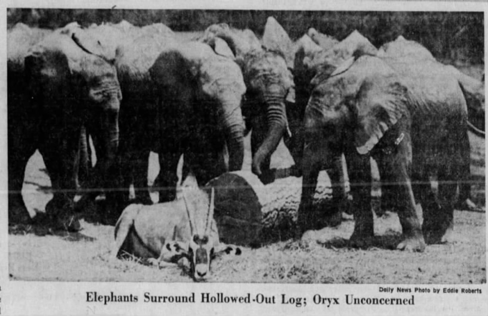 A photo of elephants at Kings Island's Lion Country Safari from a June 1974 issue of the Dayton Daily News. Courtesy of newspapers.com