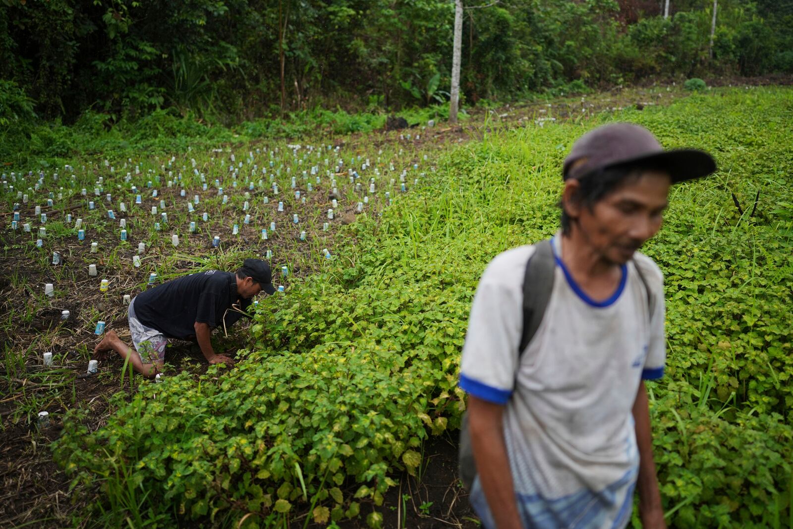 A farmer tends to a patchouli plantation in Simboro, West Sulawesi, Indonesia, Wednesday, Feb. 26, 2025. (AP Photo/Dita Alangkara)