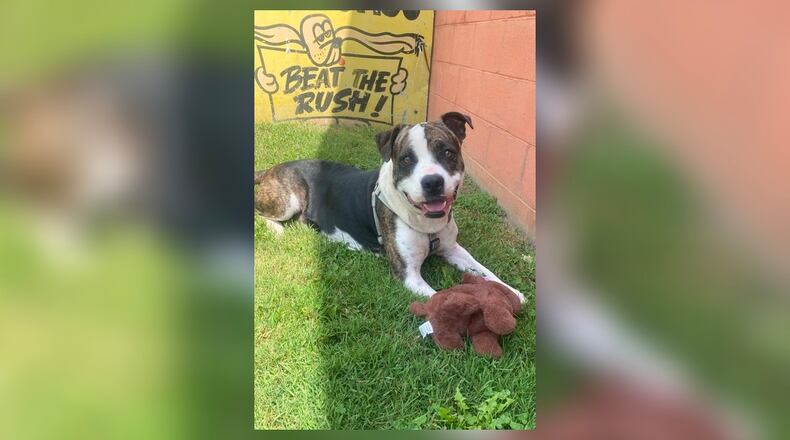 Meet S’mores, a delightful 3-year-old Pittie mix with a heart as sweet as her name. This energetic girl is always ready for action, whether it’s a game of fetch, a romp in the yard, or just playing with her favorite toys. She is a loving and playful companion who will bring endless joy and energy into any home. If you’re looking for a fun-loving, loyal friend, she is your girl. Stop by the Clark County Dog Shelter to meet her. Clark County Dog Shelter is at 5201 Urbana Road, Springfield. CONTRIBUTED