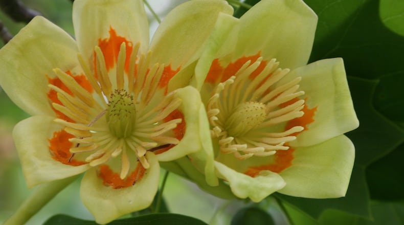 Tulip poplar flowers (CONTRIBUTED)
