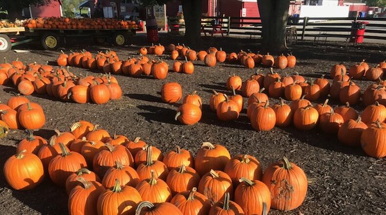 This summer’s weather created perfect growing conditions for pumpkins, growing a bumper crop of thousands of at Young’s Jersey Dairy near Yellow Springs. The pumpkins will be available until the end of October. GABRIELLE ENRIGHT/STAFF