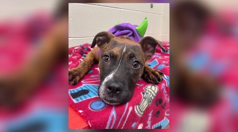 Meet Lacie! She is a 6-month-old Boxer Mix, around 26 lbs. She is very sweet, loving and playful. She would make an excellent family pet. We have not seen any issues with other dogs here at the shelter. However, we do recommend bringing in your dog to meet her, to see if it’s a good match. Her adoption fee this week is $111 as she is Pet of the Week. That includes her spay, vaccines, microchip, heartworm test, dog license, and a free vet check. Call 937-521-2140 if you’re interested in meeting Lacie. Clark County Dog Shelter is at 5201 Urbana Road, Springfield. CONTRIBUTED