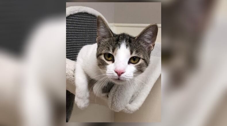 Lilly and her siblings were found in a taped up box when they were just little kittens last June. She is a very sweet kitty who likes to play and be brushed. Lilly is 8 months old, white with tiger markings. Lilly is already spayed and up to date on her vaccines. She would likely do well in most any home. Come visit her at the Paws Animal Shelter, 1535 West U.S. Highway 36, Urbana. Check out PAWS at pawsurbana.com, on Facebook at facebook.com/paws.urbana, on Petfinder at petfinder.com or call 937-653-6233. PAWS is in need of volunteers and foster homes. CONTRIBUTED