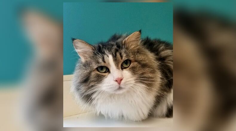 Ernie is an amazing 3-year-old neutered male. He is a mixture of tiger markings and white, and is so fluffy with that long hair of his. Ernie is a quiet cat who is likely going to do best in a quiet home. Come meet this gentle soul in the Zen room today at the Paws Animal Shelter, 1535 West U.S. 36, Urbana. Check out PAWS at www.pawsurbana.com, on Facebook at www.facebook.com/paws.urbana, on Petfinder at petfinder.com or call 937-653-6233. PAWS is in need of volunteers and foster homes. CONTRIBUTED