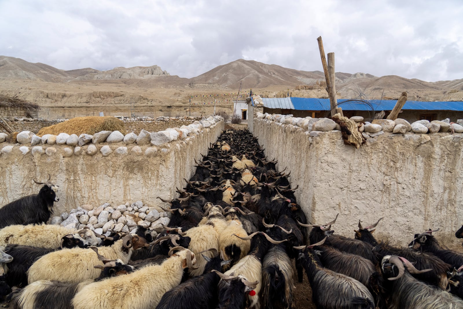 A herd of sheep passes through an alley as they are taken for grazing near the hills at the newly relocated settlement of the abandoned Samjung village in the Mustang region, 462 kilometers (288 miles) west of Kathmandu, Nepal, Saturday, April 19, 2025. (AP Photo/Niranjan Shrestha)