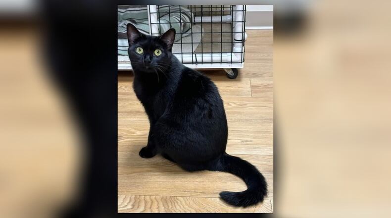 Sabrina is a sweet young cat who we are told doesn’t like dogs. You know, cats rule, dogs drool. Maybe she’d get along with a smaller one, we just don’t know. So Sabrina will likely do best in a home without one. She does get along with the other cats. Come meet her in the Scratching Post Room at the Paws Animal Shelter, 1535 West U.S. Highway 36, Urbana. Check out PAWS at pawsurbana.com, on Facebook at facebook.com/paws.urbana, on Petfinder at petfinder.com or call 937-653-6233. PAWS is in need of volunteers and foster homes. CONTRIBUTED