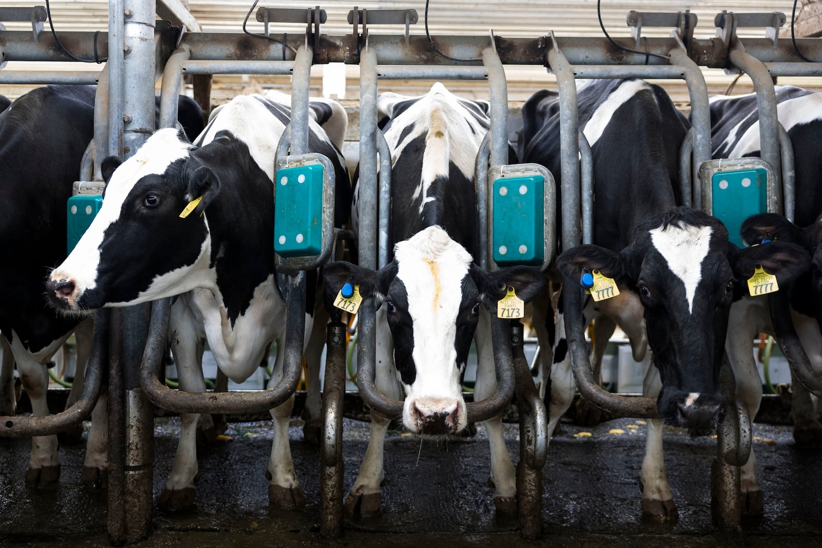 Cows stand at a milking station at Twin Birch Dairy on Friday, March 21, 2025, in Skaneateles, N.Y. (Caitlyn Daproza via AP)