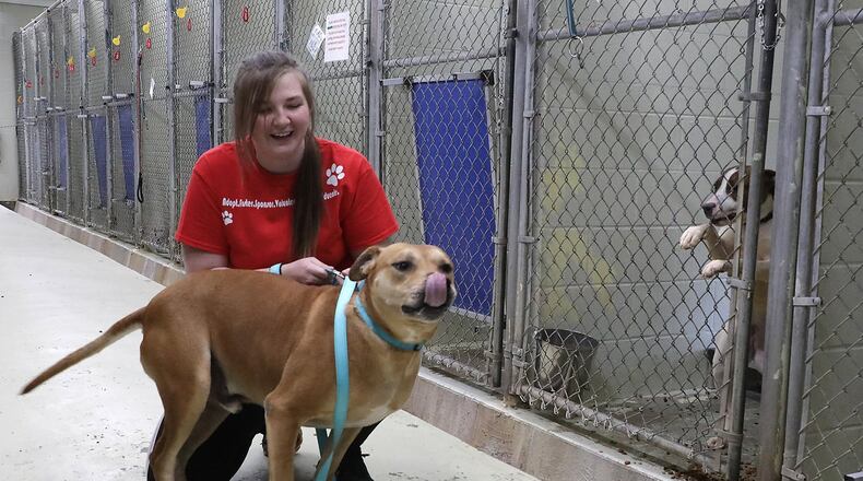 Caitlyn Littler, a kennel assistant at the Clark County Dog Shelter, plays with one of the dogs in the kennel area Monday. BILL LACKEY/STAFF