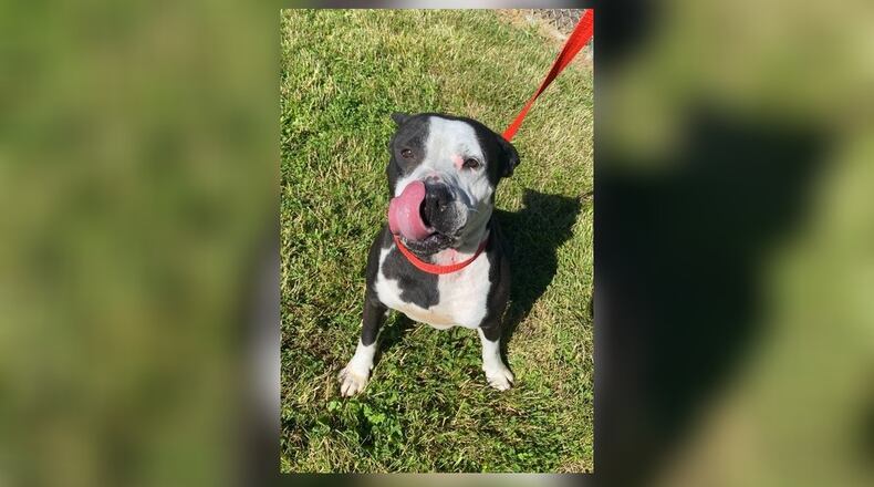 Raven is licking her chops thinking about having dinner in her new, furever home. Raven is around 3-4 years old and weighs in about 70 lbs.  She is spayed, vaccinated, microchipped, vet checked and licensed for $22 as she is the Clark County Dog Shelter Pet of the Week. To schedule a meeting, call 937 521-2140. Raven is at the Clark County Dog Shelter, 5201 Urbana Road, Springfield. Visit www.facebook.com/clarkcountydogshelter for more information. CONTRIBUTED
