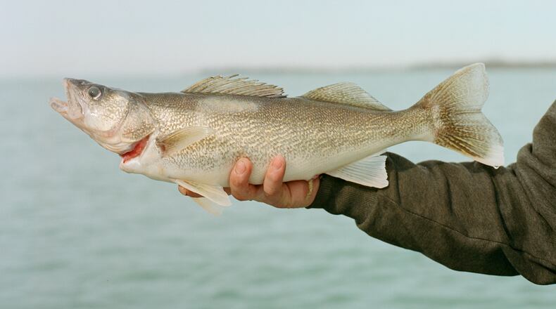 — EMBARGO: NO ELECTRONIC DISTRIBUTION, WEB POSTING OR STREET SALES BEFORE 3 A.M. ET ON SUNDAY, MARCH 5, 2023. NO EXCEPTIONS FOR ANY REASONS — Bill Wilhelmi holds a dead walleye fish aboard his boat on Lake Eerie, near the village of Put-in-Bay on South Bass Island, Ohio, on Feb. 14, 2023. Typically in late February, everybody would be out ice fishing. (Madeleine Hordinski/The New York Times)