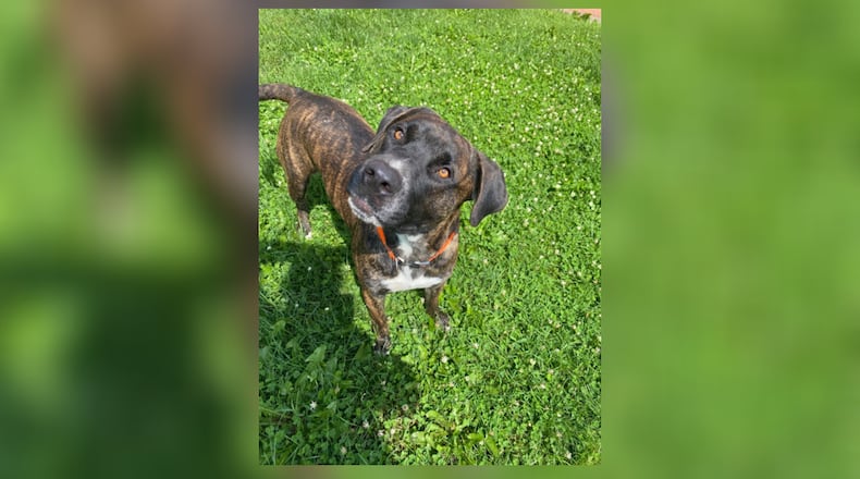 Meet Hammy! He is a 2-year-old Plott Hound and Mountain Cur mix around 70 lbs. He’s the perfect blend of energy and affection as he loves walks, fetch and cuddles. His adoption fee is $22 this week as he is Clark’s County Dog Shelter’s Pet of the Week. Are you ready to welcome Hammy into your home? Stop by the shelter this week to meet him. Clark County Dog Shelter is at 5201 Urbana Road, Springfield. CONTRIBUTED
