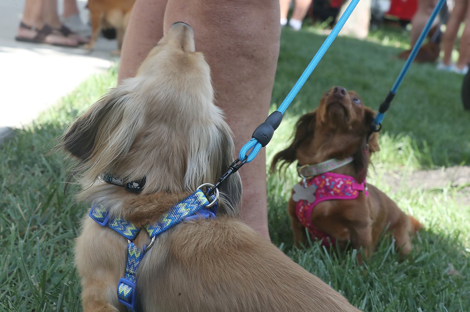 092021 Weiner Dogs SNS
