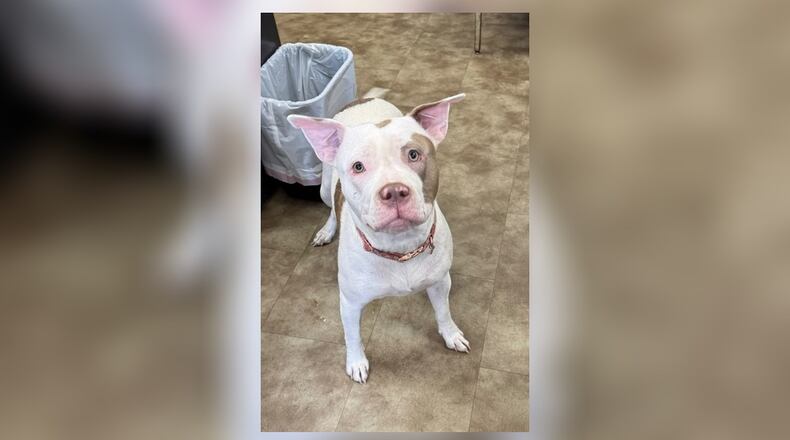 Meet Buttons! She is a sweet and affectionate pittie mix who is ready to steal your heart. She’s a playful, loving dog who thrives on attention, enjoys belly rubs, and is always excited for treats. Whether it’s playing fetch, going for a walk, or just cuddling up on the couch, Buttons is the perfect companion. She is fully vetted and her adoption fee this week is only $22, as she is Pet of the Week. If you’re looking for a loyal, fun-loving dog to add to your life, look no further – Buttons is ready to meet you! Clark County Dog Shelter is at 5201 Urbana Road, Springfield. CONTRIBUTED