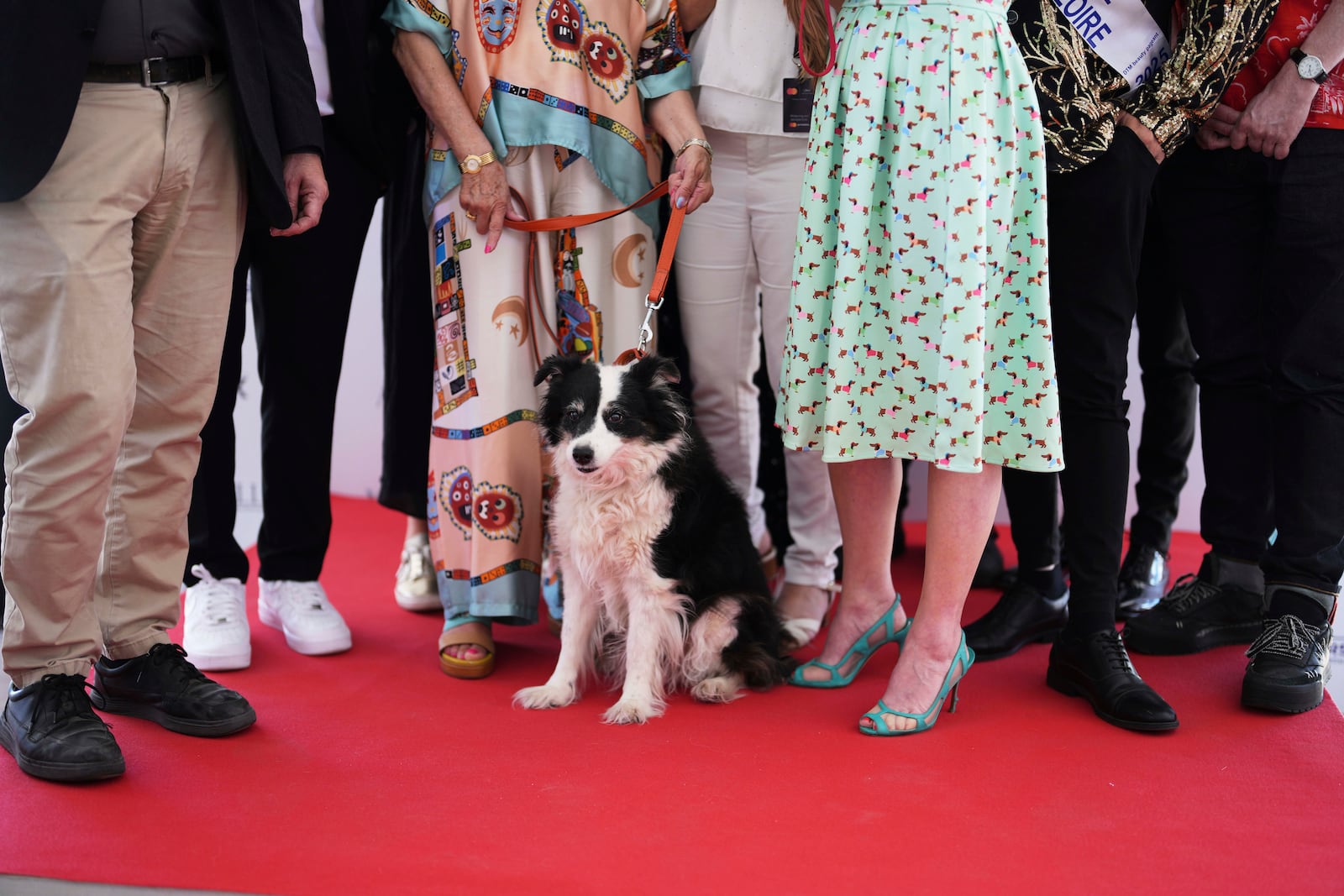 Lola, centre, poses with the Palm Dog jury after accepting the Palm Dog award on behalf of Panda, who could not attend, during the Palm Dog award ceremony at the 78th international film festival in Cannes, southern France, Friday, May 23, 2025. (AP Photo/Natacha Pisarenko)