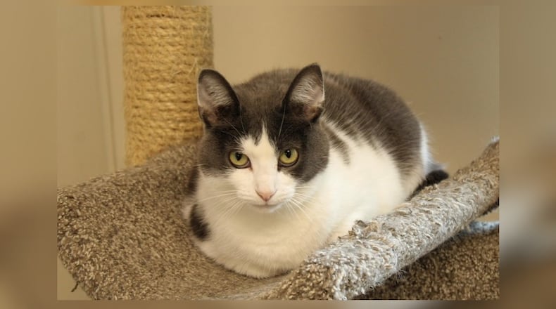 Hello there, I’m Lilly. I’ve known the quiet life, the gentle hum of a farm, the company of an elderly lady. We were the best of friends, sharing our days under the open sky. But life changes, doesn’t it? Now, I find myself in a new place, making new friends. I’ve always been sweet, gentle, and friendly, traits that make me a good companion. I miss my old friend, but I’m ready to love again. If you’re looking for a cat who knows the value of a quiet moment and a soft purr, then I’m your girl. Come visit me at Paws Animal Shelter, 1535 West U.S. Highway 36, Urbana, online at pawsurbana.org, Facebook at facebook.com/paws.urbana, on Petfinder at petfinder.com or call 937-653-6233. Paws is in need of volunteers and foster homes. CONTRIBUTED