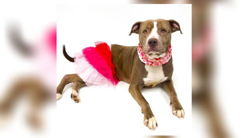 Meet Bella! She is a pittie mix around 8-years-old and weighs approximately 61 lbs. Bella is very sweet, kind and listens well. She does great with children and other dogs but we always recommend a meet ‘n greet prior to adopting. Her adoption fee is $22 this week, as she is our Pet of the Week. That includes her alteration, vaccines, microchip, dog license and a free vet check. Visit her this week at the Clark County Dog Shelter, 5201 Urbana Road, Springfield. Call 937-521-2140 or visit www.facebook.com/clarkcountydogshelter for more information. CONTRIBUTED