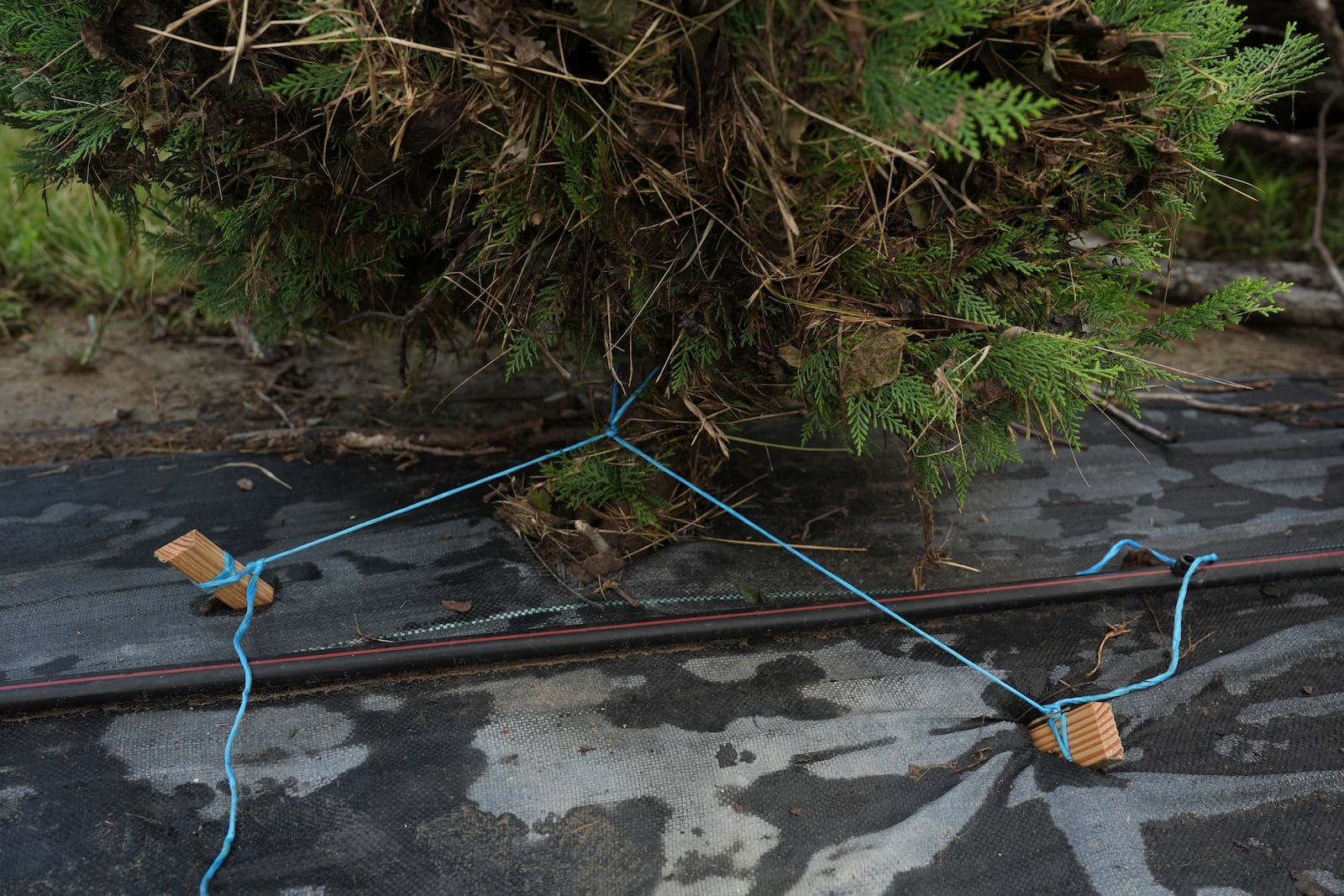 Stakes and plastic twine stabilize a Christmas tree damaged after flooding Wednesday, July 9, 2025, at a farm in Georgetown, Texas. (AP Photo/Joshua A. Bickel)