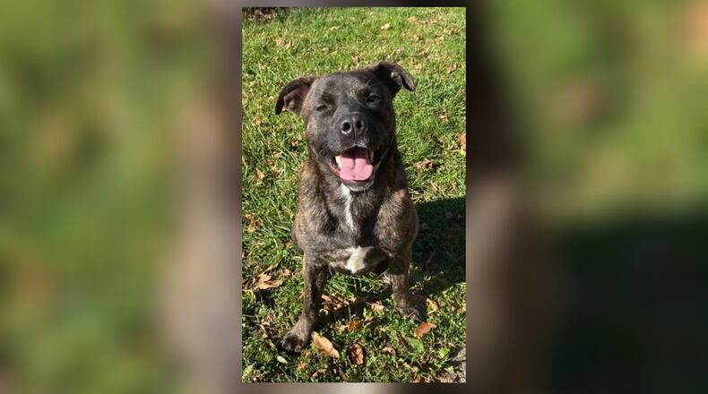 Meet Thumper! He is a 45 lb. Mountain Cur Mix, around 10-months-old. He came in as a stray with his sister in October and a few days later she was adopted. He is very sweet and loves to cuddle. He doesn’t seem to have issues with other dogs here at the shelter. However, we do recommend a meet-n-greet, prior to adopting. His adoption fee this week is $22, as he is pet of the week. That includes his neuter, vaccines, heartworm test, microchip, dog license, and a free vet check. Call 937-521-2140 to meet him. Clark County Dog Shelter is at 5201 Urbana Road, Springfield. CONTRIBUTED