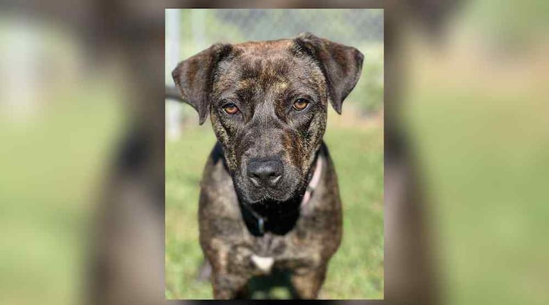 Meet Shortie! She’s between 1-2 years old, weighing 40 lbs. Shortie likes to hug you and loves cuddles. This little girl right here would make the best companion for just about anyone. We do recommend bringing your pet to meet her to make sure it’s a good match. Her adoption fee is $22 this week and that includes spay, vaccines, microchip, dog license, and a free vet check. Clark County Dog Shelter is at 5201 Urbana Road, Springfield. CONTRIBUTED