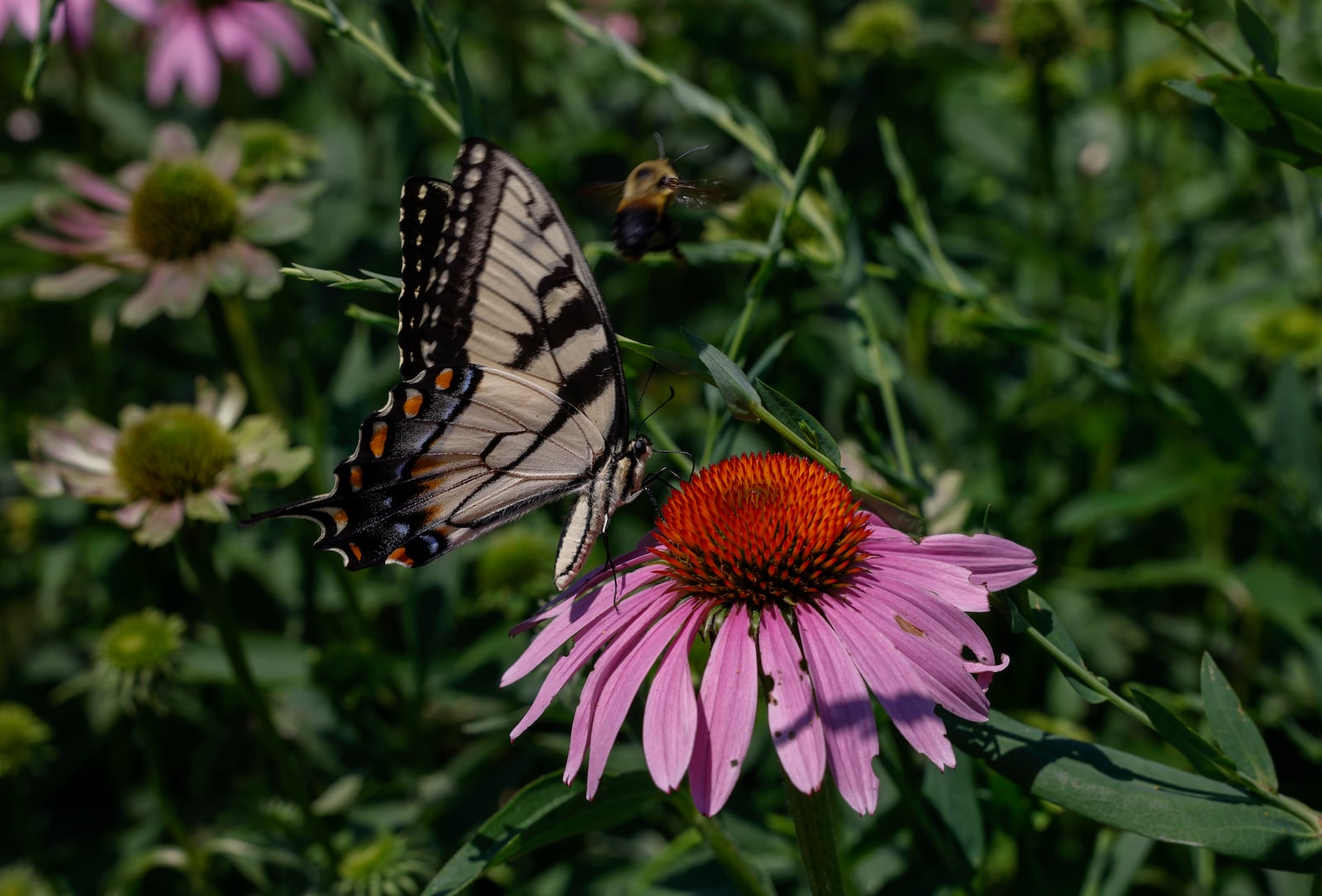 A butterfly lands on purple cone flowers near a bee on Tuesday, July 8, 2025, at Jefferson Street Oasis Community Garden. COOKE/STAFF