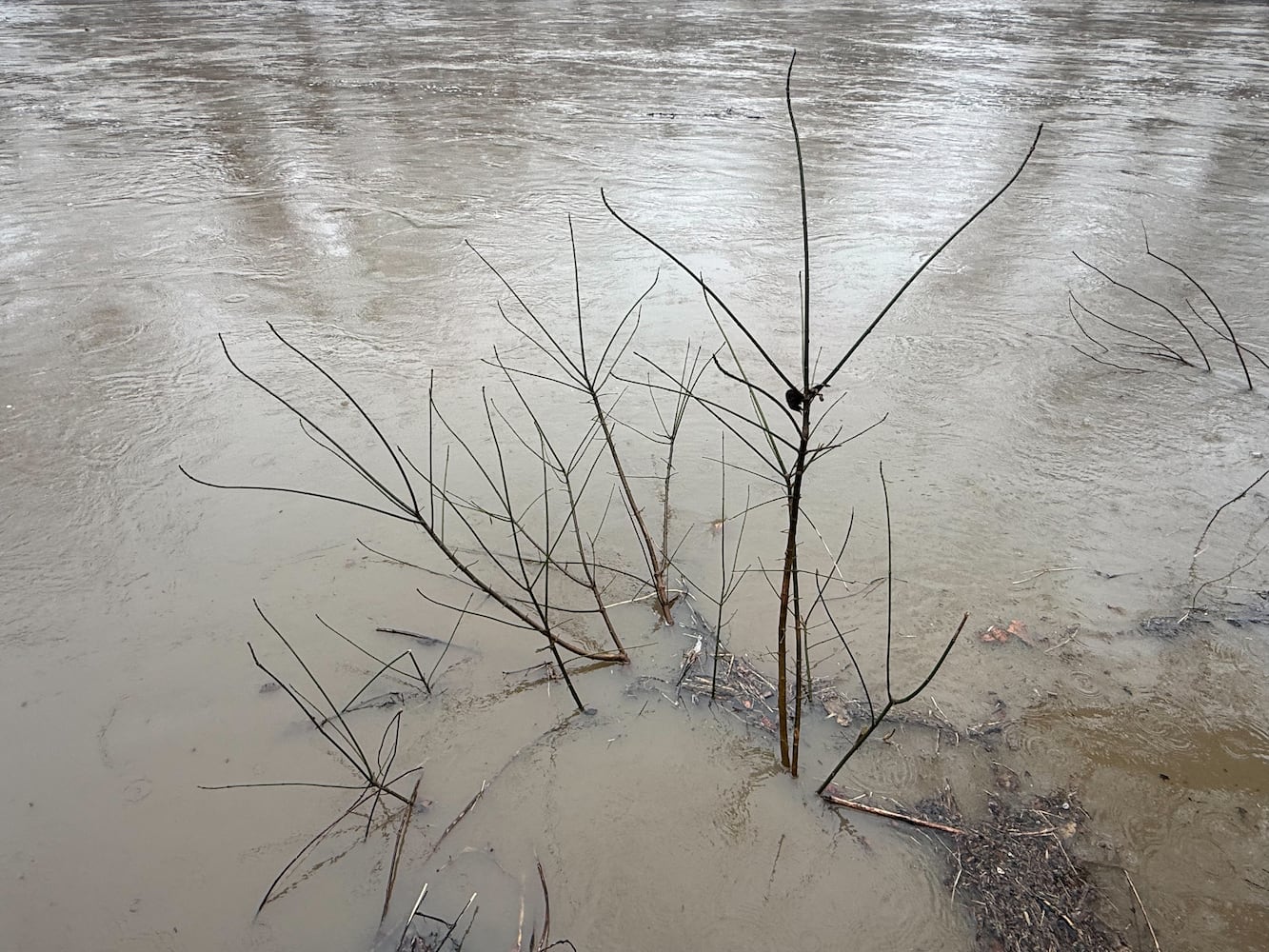 Springfield Flooding