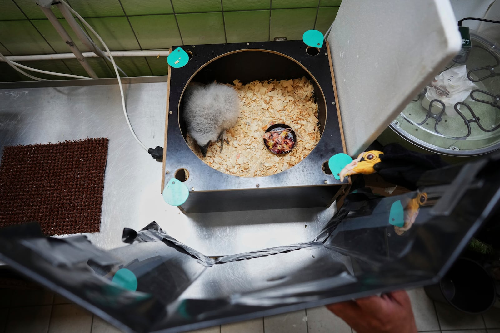 A lesser yellow-headed vulture that hatched three weeks ago is being fed by using a puppet that imitates a parent bird at the zoo in Prague, Czech Republic, Thursday, July 24, 2025. (AP Photo/Petr David Josek)