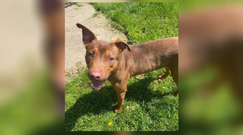 Meet Patrick! He is a 1-year-old mix, around 48 lbs. This handsome guy is full of energy and love. He is looking for a family to call his own. Patrick doesn’t care much for toys and would share his love instead. He wiggles right up to you, in hopes you will take him home. He does well with other dogs but we’re not sure about cats. His adoption fee includes his neuter, vaccines, microchip, and a 2024 dog license. Stop by the shelter to meet him. Clark County Dog Shelter is at 5201 Urbana Road, Springfield. CONTRIBUTED
