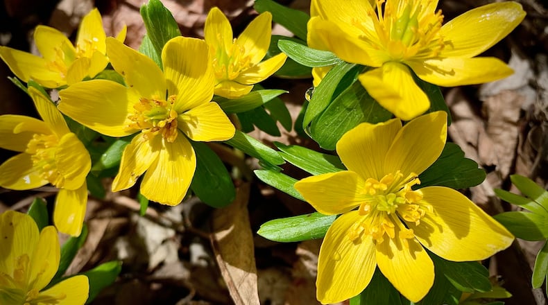 Spring flowers are popping up around the area Thursday Feb. 23, 2023 including the Wegerzyn Garden Metropark in Dayton. MARSHALL GORBY \STAFF