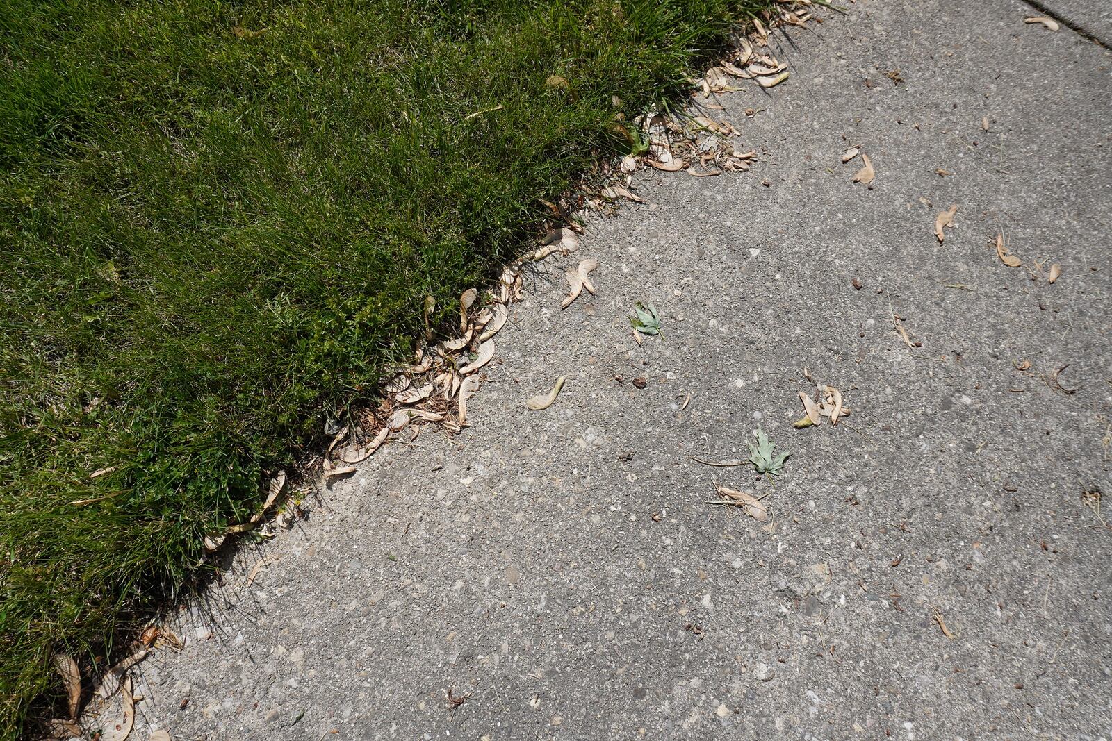 Maple fruits laying in the gutters and gardens may eventually germinate this season. CONTRIBUTED/PAMELA BENNETT