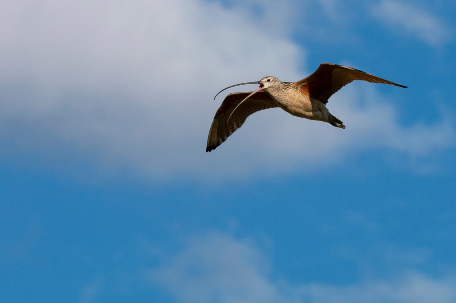 In this photo provided by the Smithsonian in June 2024, a long-billed curlew flies over the American Prairie reserve in Montana. (Andy Boyce/Smithsonian National Zoo and Conservation Biology Institute via AP)