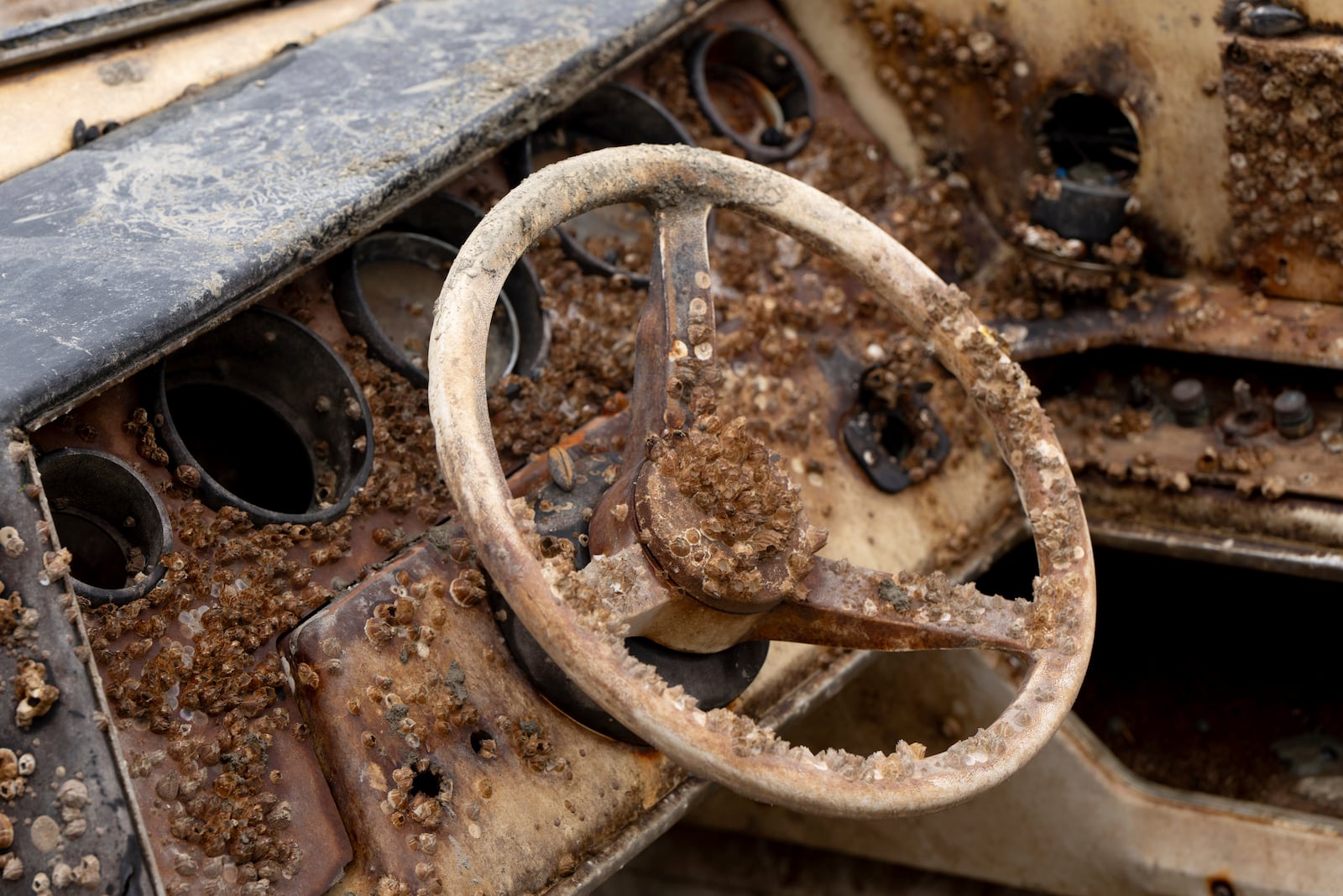 A steering wheel of an abandoned ship is covered in barnacles on Wednesday, June 4, 2025, in Olympia, Wash. (AP Photo/Jenny Kane)